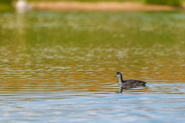 Anatra Nuota Nel Lago Fotografato Lontano — Foto Stock