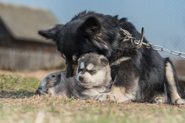 Chien Joue Avec Chiot Dans Cour — Photo