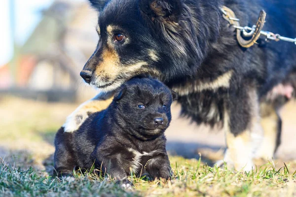 Chien Avec Chiot — Photo