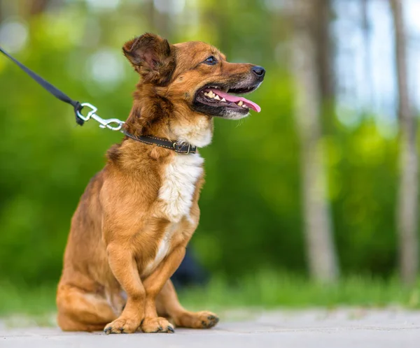 Hermoso Perro Con Una Correa Posando Aire Libre —  Fotos de Stock