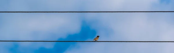 Vrabci Sedí Elektrickém Drátu Proti Modré Obloze — Stock fotografie