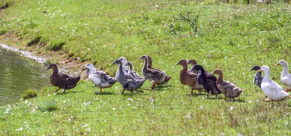 一群鸭子在草地上走到池塘边 — 图库照片