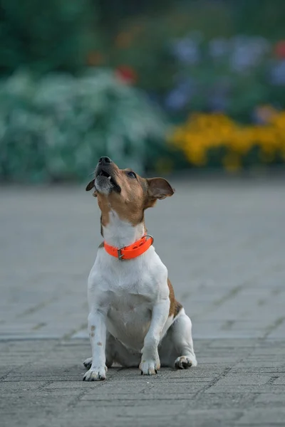 Jack Russell Terrier Orange Collar Evening Sidewalk Close Photographed — Stock Photo, Image