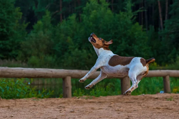 Saltos Perro Para Alimentación Fotografiado Movimiento Desenfoque —  Fotos de Stock