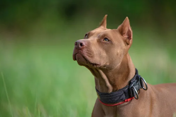 Retrato Pit Bull Terrier Americano Muito Perto Campo — Fotografia de Stock