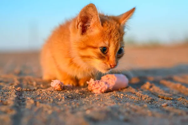 Een Klein Rood Katje Eet Een Worst — Stockfoto