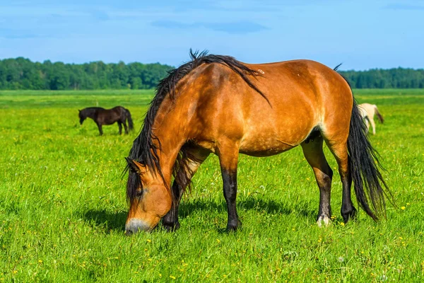 Het Paard Graast Weiland — Stockfoto