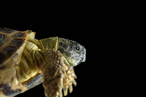 Черепаха Темном Фоне Крупным Планом — стоковое фото