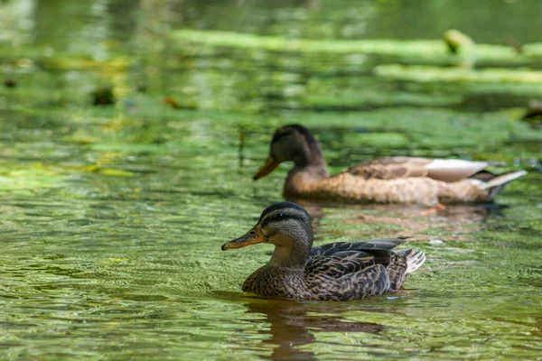 Ducks Swim Pond — Stock Photo, Image