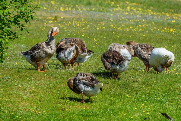 Patos Andando Sobre Grama — Fotografia de Stock