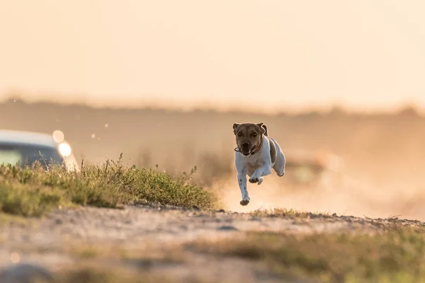Jack Russell Terrier Hızlı Koşar — Stok fotoğraf