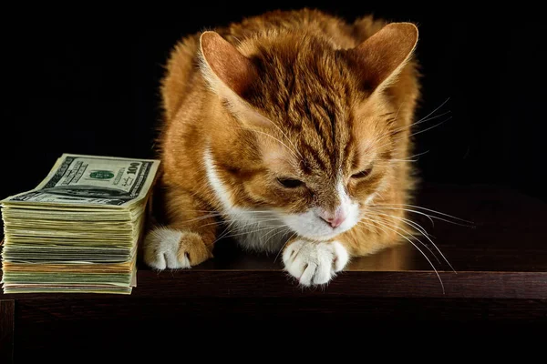 漂亮的红猫和黑色背景的一包钱 — 图库照片