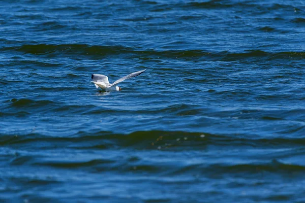 Gaviota Vuela Sobre Las Olas — Foto de Stock