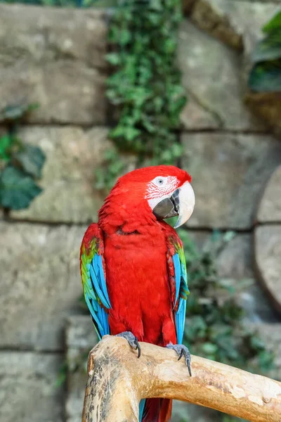 Portrait Red Parrot Zoo — Stock Photo, Image