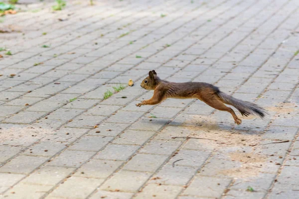 Σκίουρος Παίζει Καλοκαίρι Στο Πάρκο — Φωτογραφία Αρχείου