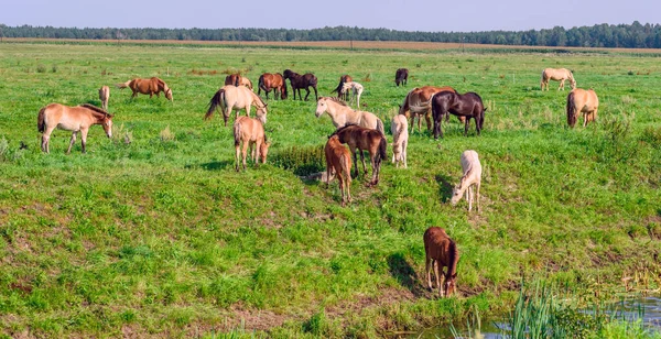 Pferde Auf Dem Feld Sommer Einem Sonnigen Tag — Stockfoto