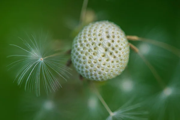 フィールド上の夏のクローズアップで撮影タンポポの茎 — ストック写真