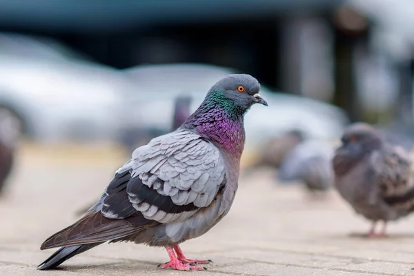 Portrait Pigeon City Street Summer — Stock Photo, Image