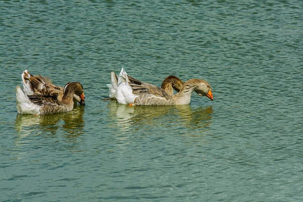 Patos Domésticos Nadando Lagoa — Fotografia de Stock