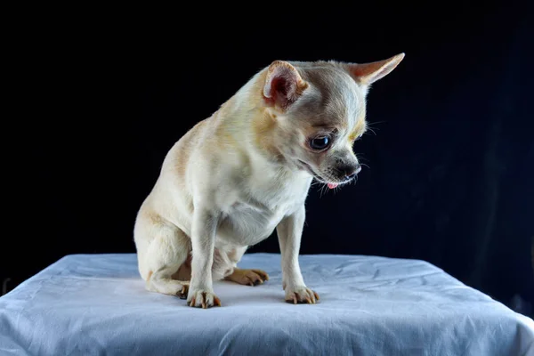 Retrato Chihuahua Sobre Fondo Negro — Foto de Stock
