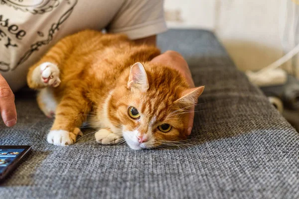 Gatto Rosso Fatto Casa Sdraiato Sul Divano — Foto Stock