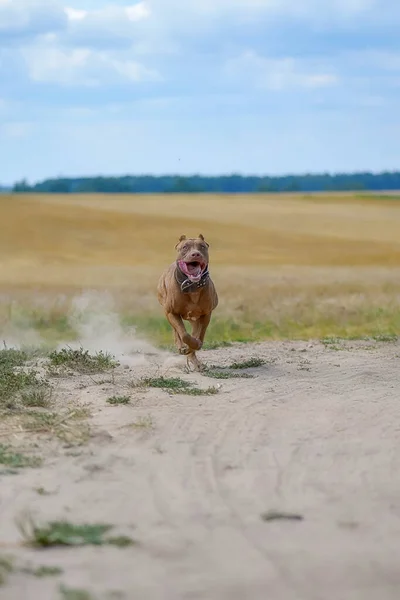 Pit Bull Terrier Szybko Biegnie Wzdłuż Zakurzonej Drogi — Zdjęcie stockowe