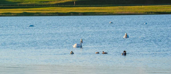 Beyaz kuğular gölette yüzüyor. Uzaktan çekilmiş..