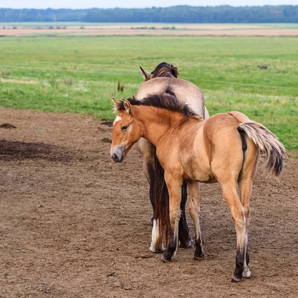 Poulain Suit Cheval Par Champ — Photo