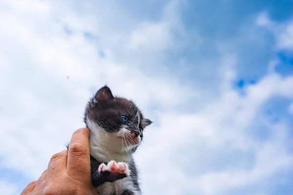 Przerażony Krzyczącym Niebieskookim Kotkiem Męskiej Dłoni Fotografowane Zbliżenie Tle Nieba — Zdjęcie stockowe