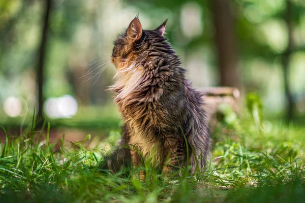 Maine Coon Gato Parque Virou Para Longe Câmera Olha Para — Fotografia de Stock
