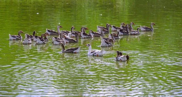 Entenfamilie Schwimmt Auf Dem Teich — Stockfoto