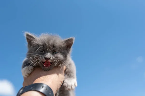 一只灰色的生病的无家可归的小猫在一个男人的手里 在天空的背景下拍下了特写 — 图库照片