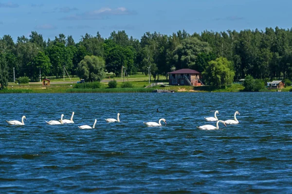 Flock Swans Swimming Lake — Stock Photo, Image