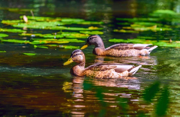 Enten Schwimmen Teich — Stockfoto