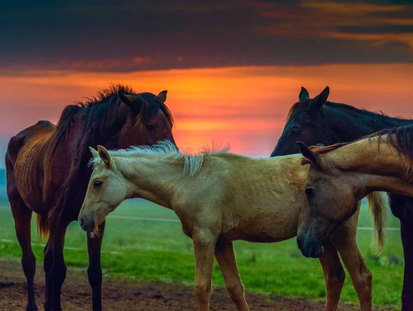 Atlar Şafakta Otlar — Stok fotoğraf