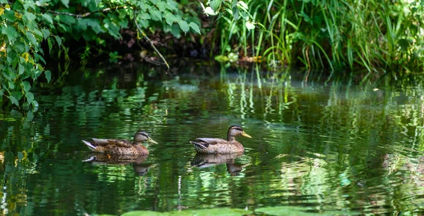 Die Ente Schwimmt Teich — Stockfoto