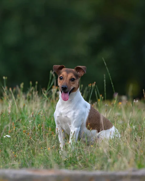 Akşamları Parkta Turuncu Elbiseli Jack Russell Terrier Yakından Çekilmiş — Stok fotoğraf