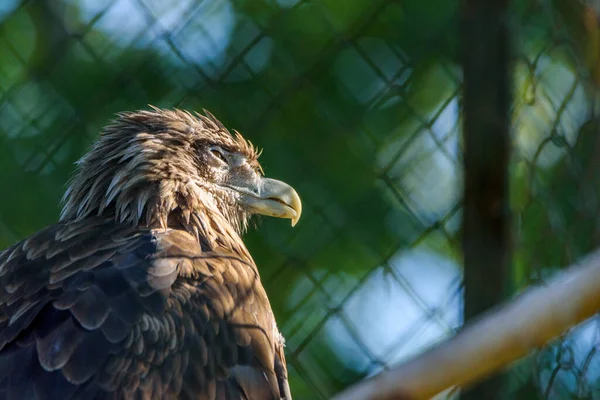 Retrato Águia Careca Zoológico — Fotografia de Stock