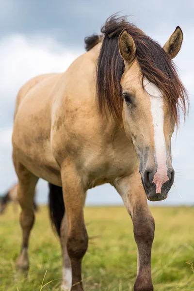 Eenzame Paardenweiden Een Park — Stockfoto