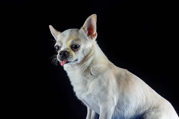 Portrait Chihuahua Sur Fond Noir — Photo
