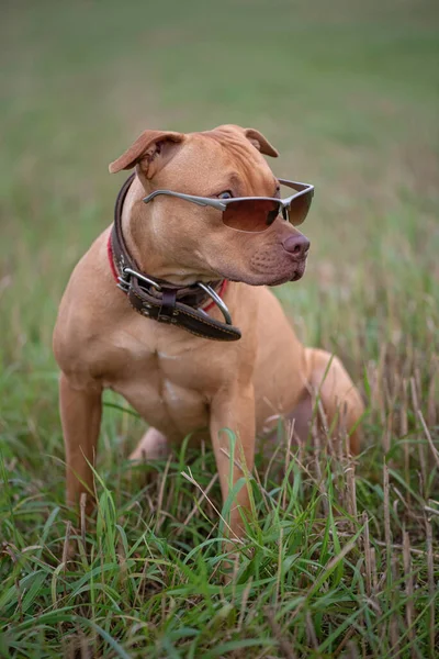 Ritratto American Pit Bull Terrier Ampio Colletto Pelle Occhiali Sole Immagini Stock Royalty Free