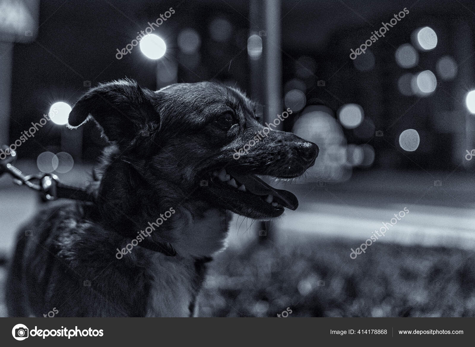 夜の街の犬 ノイズの多い白黒フィルムで撮影しました ストック写真 C Shymar52 Gmail Com 夜の街の犬 ノイズの多い白黒フィルムで撮影しました ストック写真 C Shymar52 Gmail Com