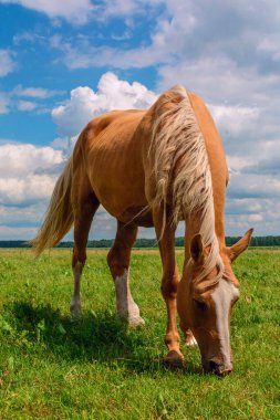Bir yaz günü çayırda at otlatıyor..