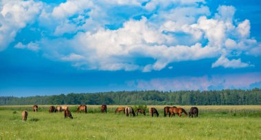 Bir at sürüsü yeşil bir tarlada bulutların arkasında otluyor..