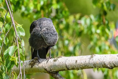 Karga tüyleri temizler. Bir dalda duruyor..