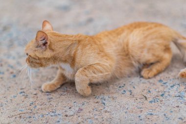 Kızıl saçlı vahşi kedi portresi. Arka planda bulanıklık var..