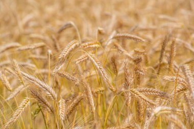 Olgun buğday kulakları tarlası. Yakından çekilmiş..