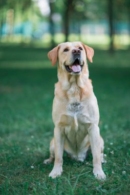 Soluk sarı labrador Retreverv parkının portresi. Fotoğraflı yakın plan..