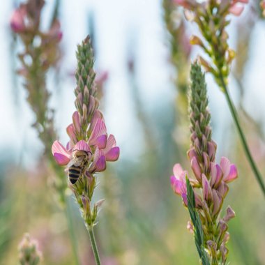 Bir arı çiçeğin içinde nektar toplar..
