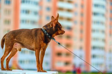 Küçük ev köpeğini yürüyüşe çıkardım..